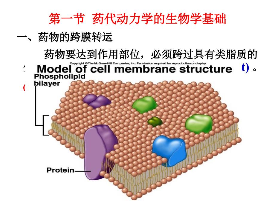 第3章药物代谢动力学_第4页