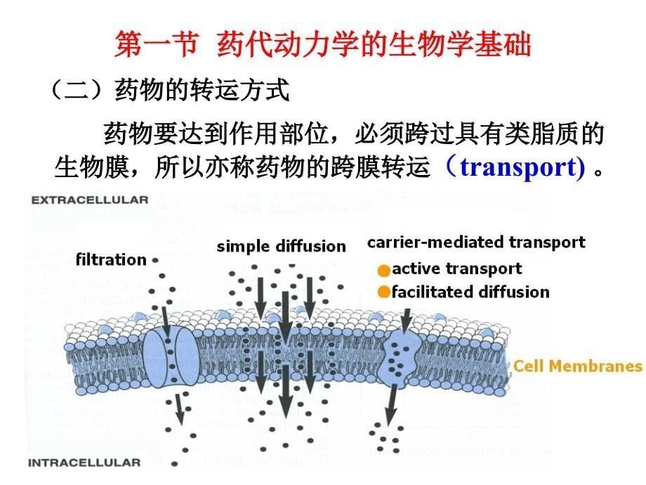 第3章药物代谢动力学_第5页