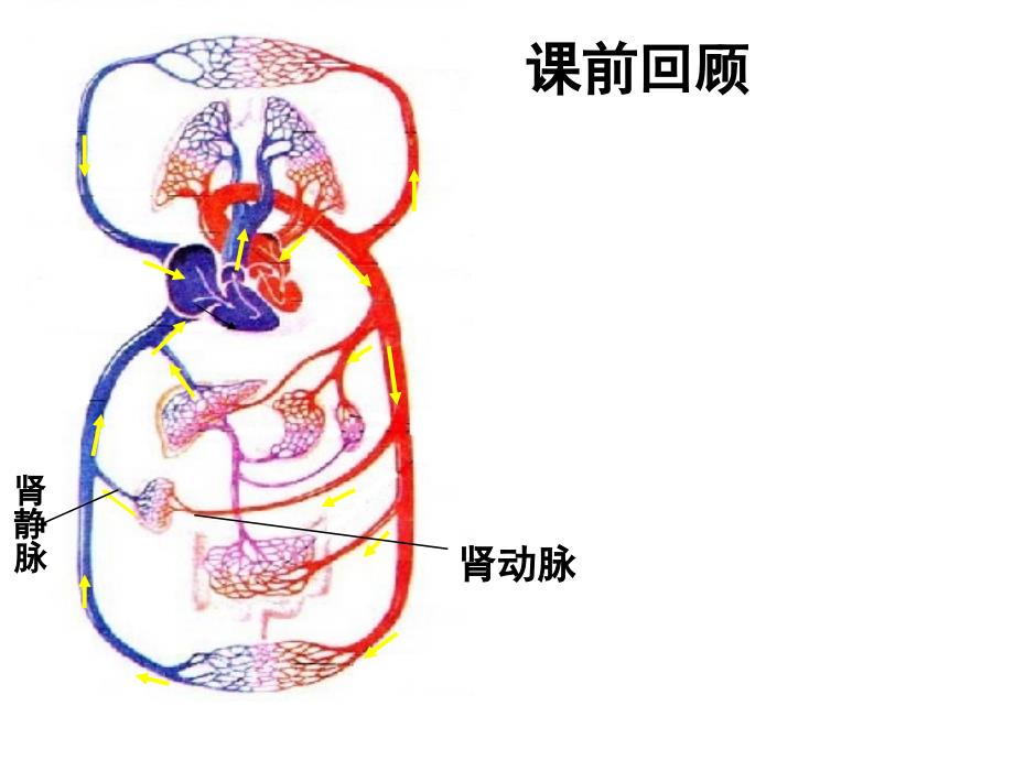 《人体内废物的排出》复习课件_第2页