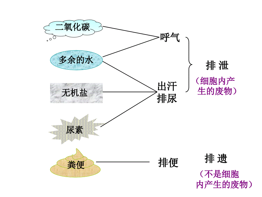 《人体内废物的排出》复习课件_第3页