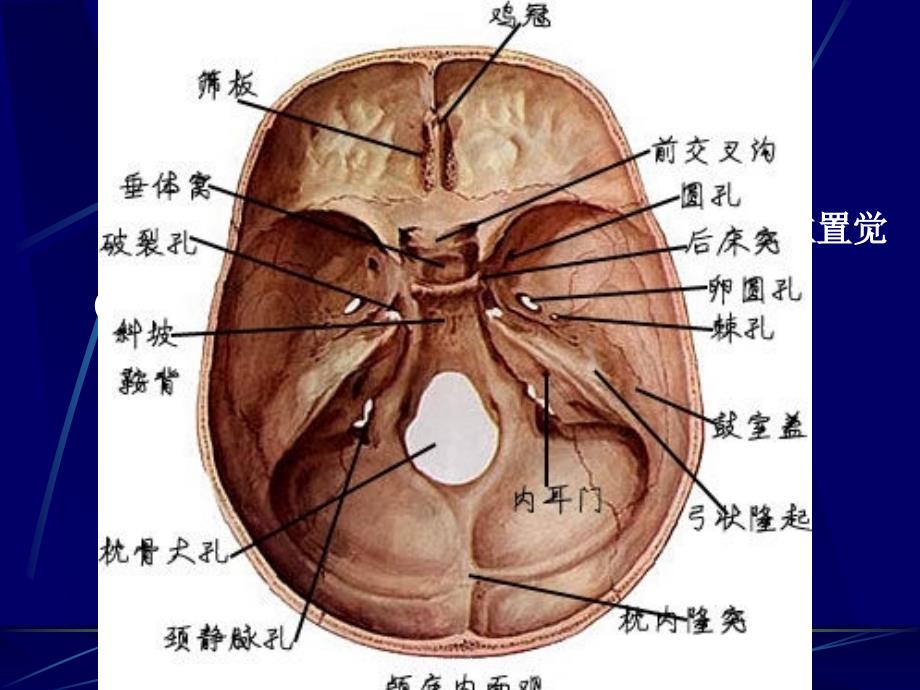 生命科学人体组织解剖学教学4课件_第3页