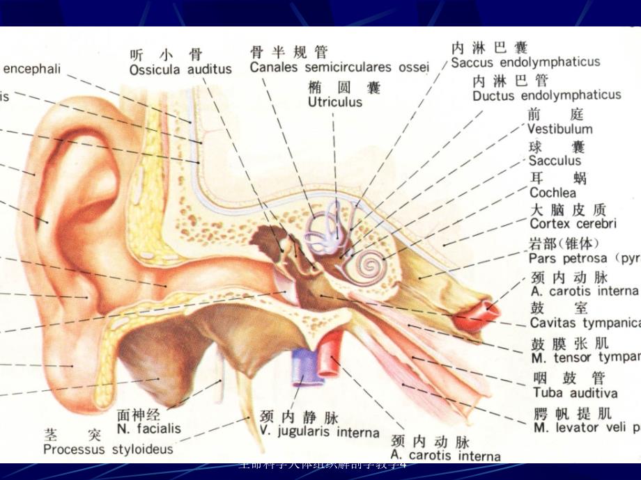 生命科学人体组织解剖学教学4课件_第4页