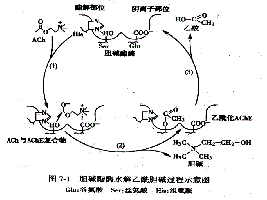 抗胆碱酯酶药和胆碱酯酶复活药课件_第3页