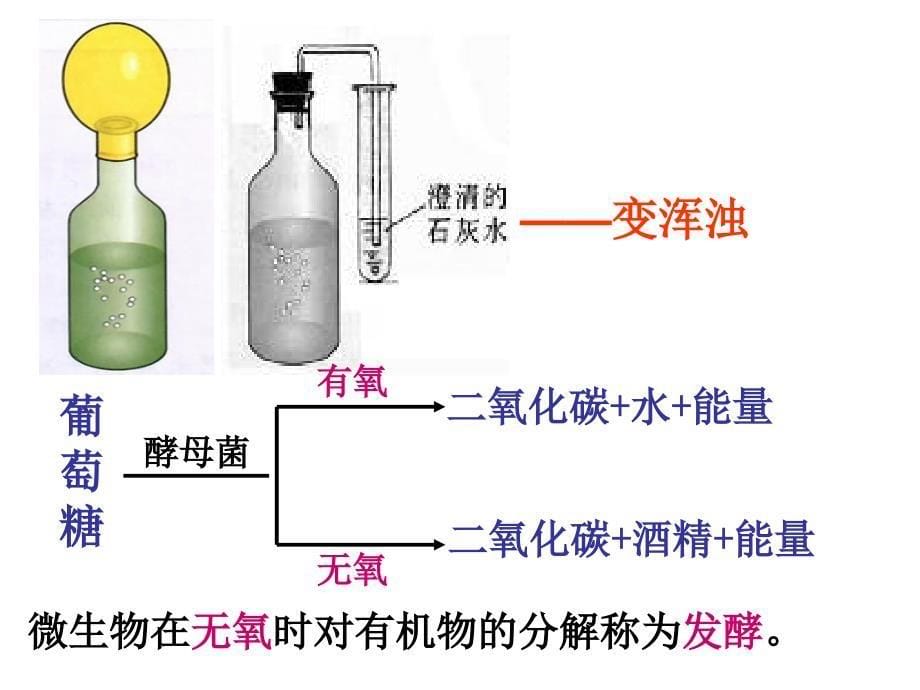 第五节人类对细菌和真菌的利用课件(人教版八年级上)_第5页