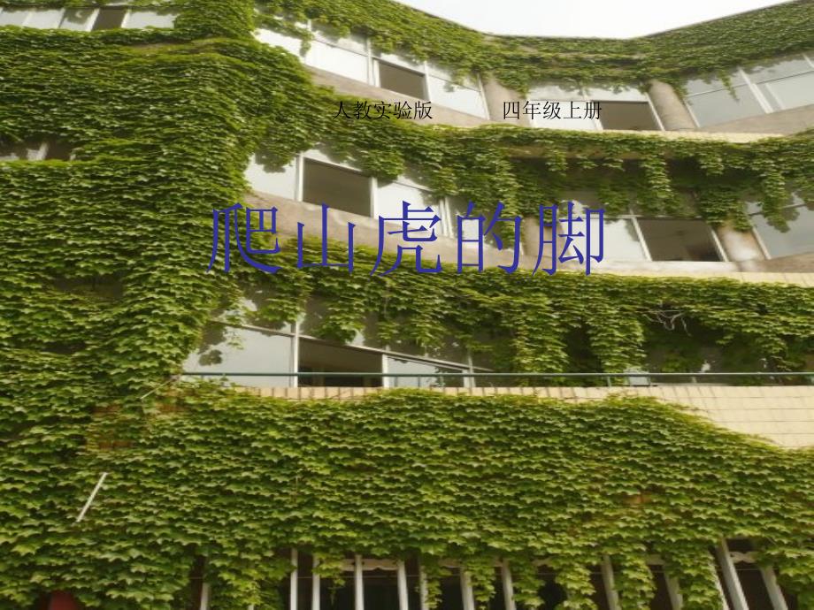 《爬山虎的脚》（改进后）_第1页