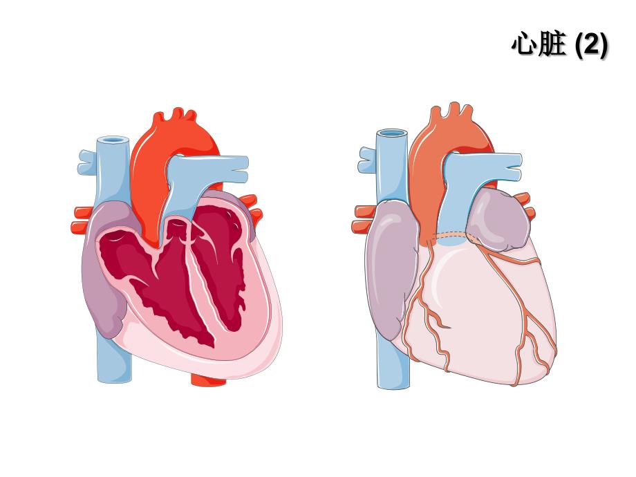 心脏解剖及生理ppt课件_第3页