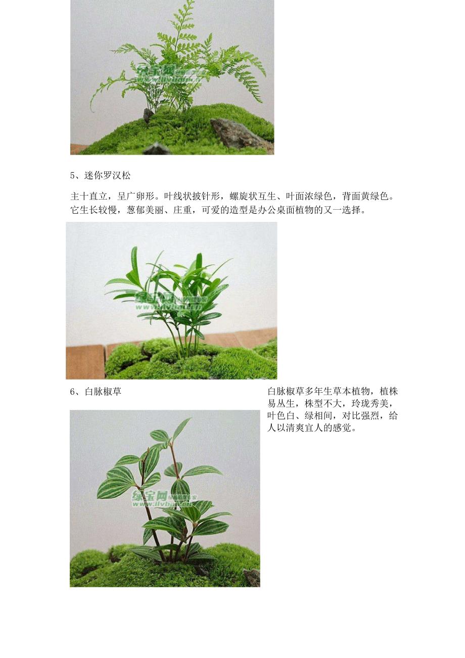 微景观生态瓶的桌面植物_第3页