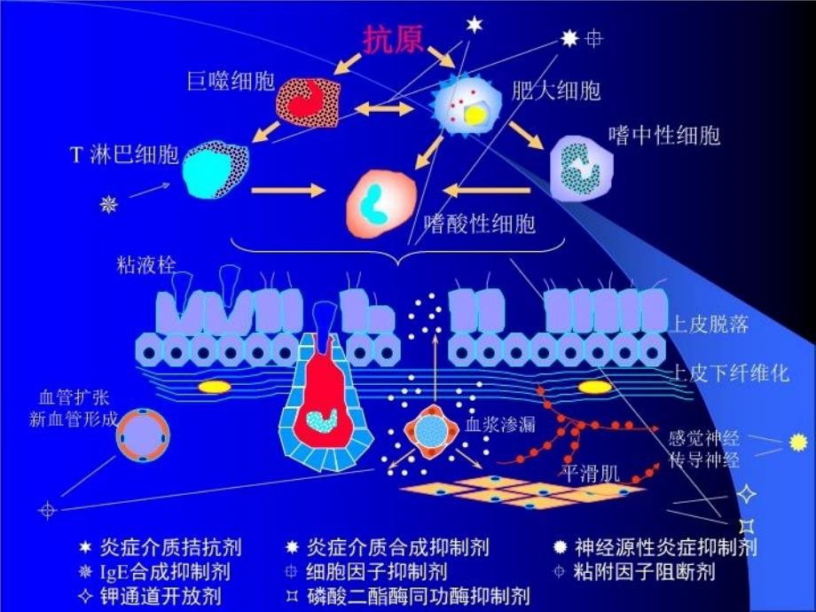 最新哮喘讲座精品课件_第4页