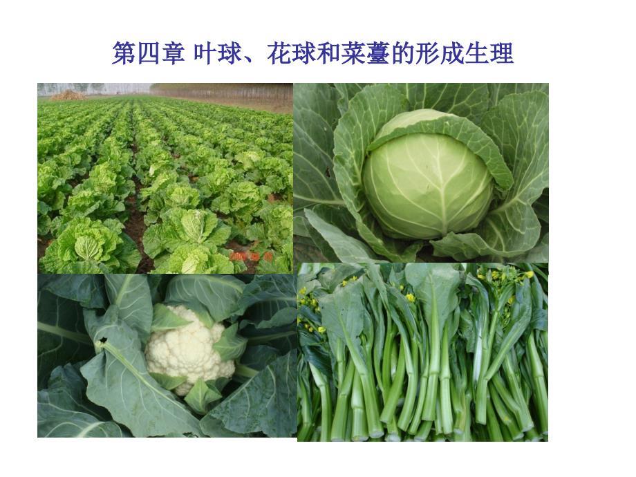 蔬菜栽培生理学：第四章 叶球、花球和菜薹的形成生理