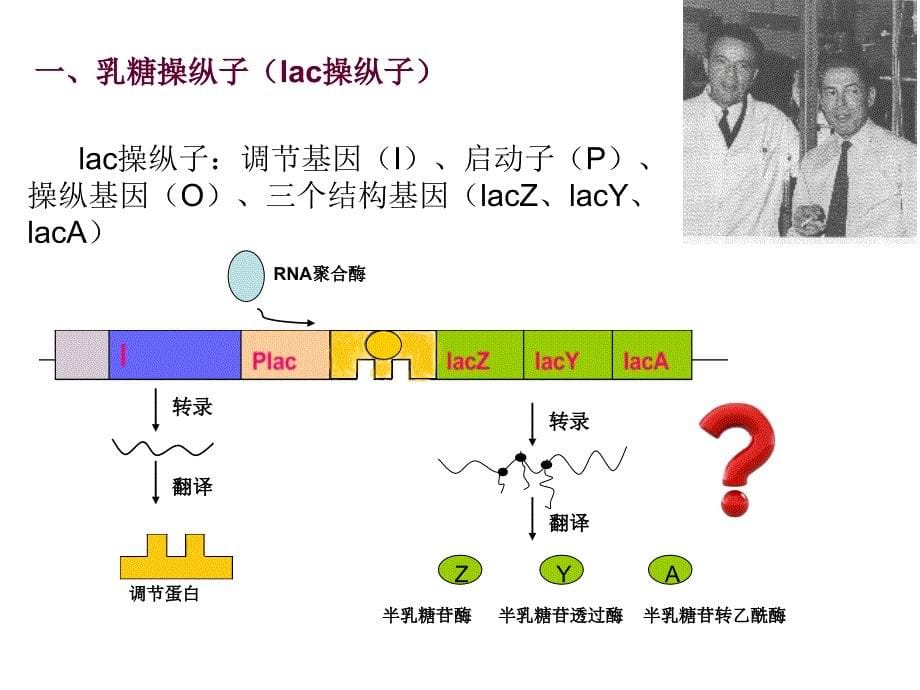 二基因表达的调控_第5页