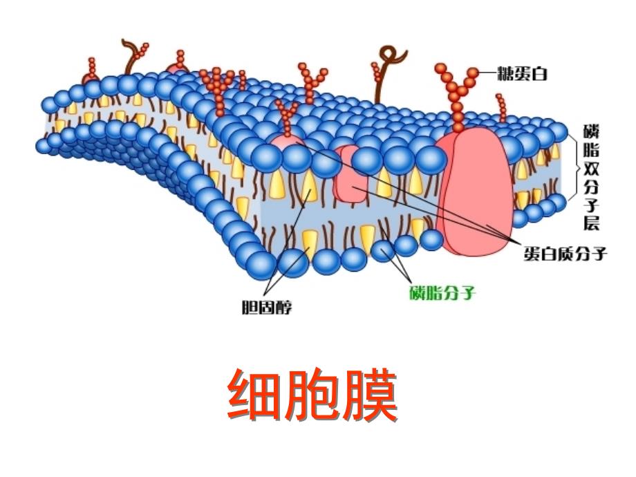 细胞膜和细胞壁精品教育_第3页