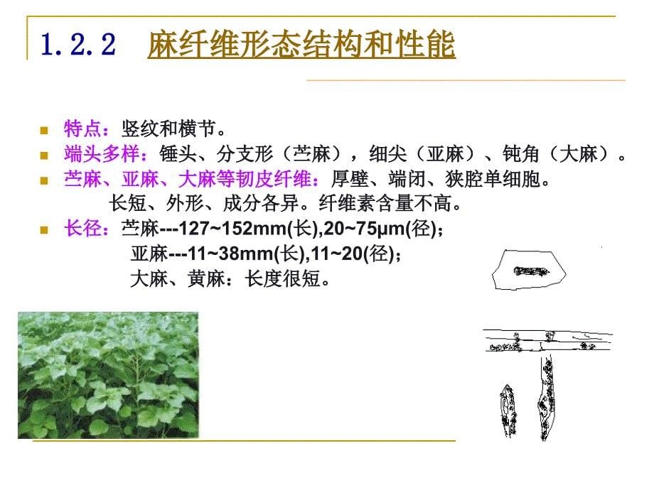 纤维素纤维结构与性能.ppt_第5页