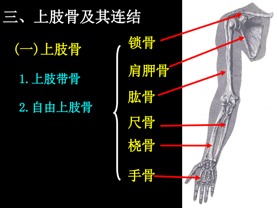 上肢骨及其连结_第2页