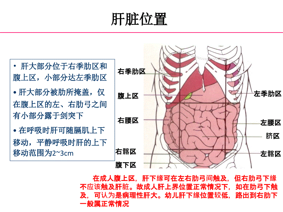 肝脏结构及相关病理常识_第4页