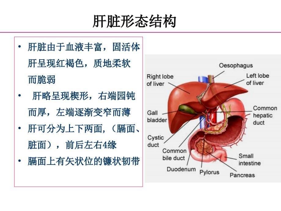 肝脏结构及相关病理常识_第5页