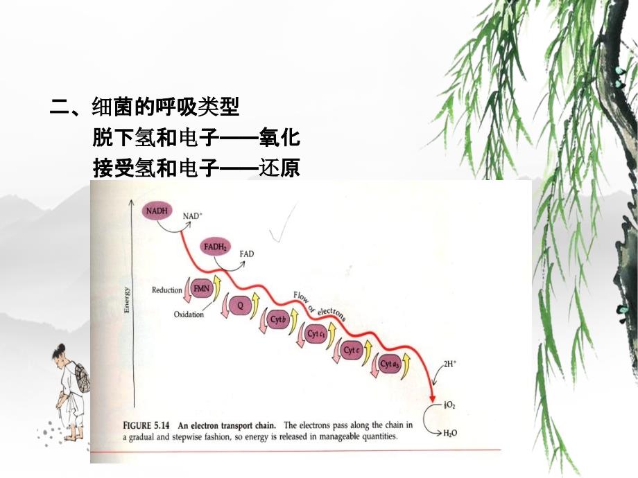 水处理生物学第六讲微生物代谢细菌的呼吸产能代谢_第2页