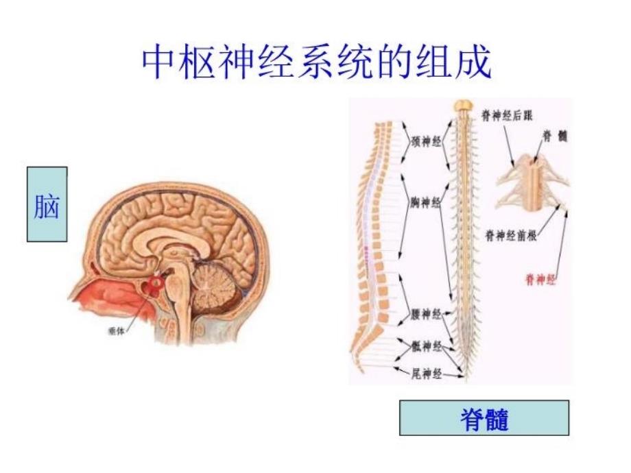 七年级生物神经系统组成11_第4页