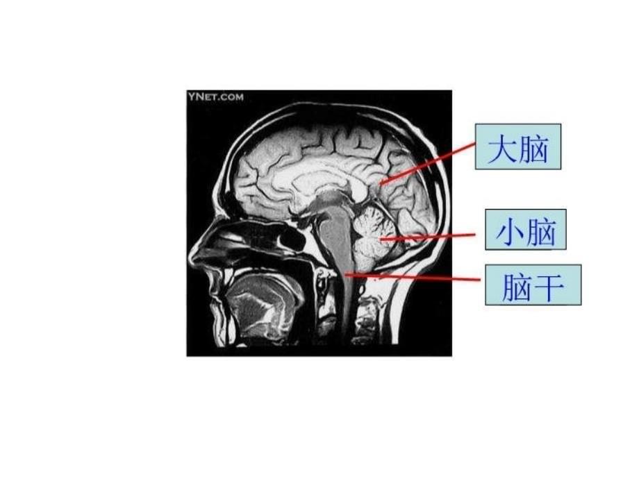 七年级生物神经系统组成11_第5页