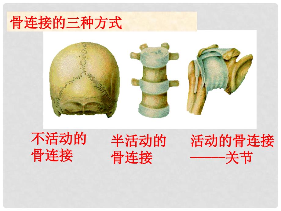 青岛版小学三年级科学下册课件关节3_第3页