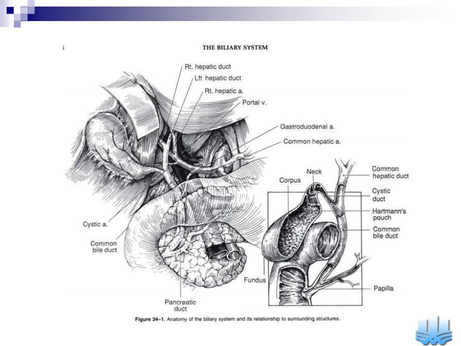胆道疾病张翀教学ppt_第3页