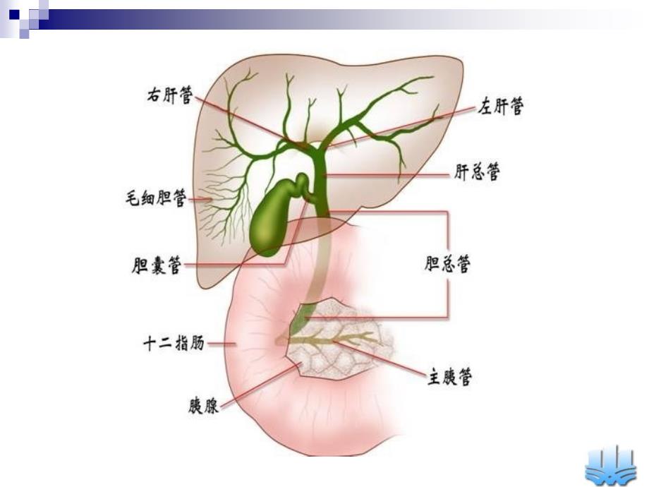 胆道疾病张翀教学ppt_第4页