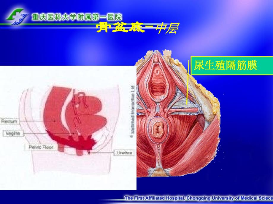 女性生殖系统解剖与生理_第4页