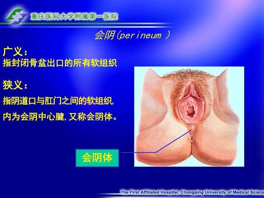 女性生殖系统解剖与生理_第5页