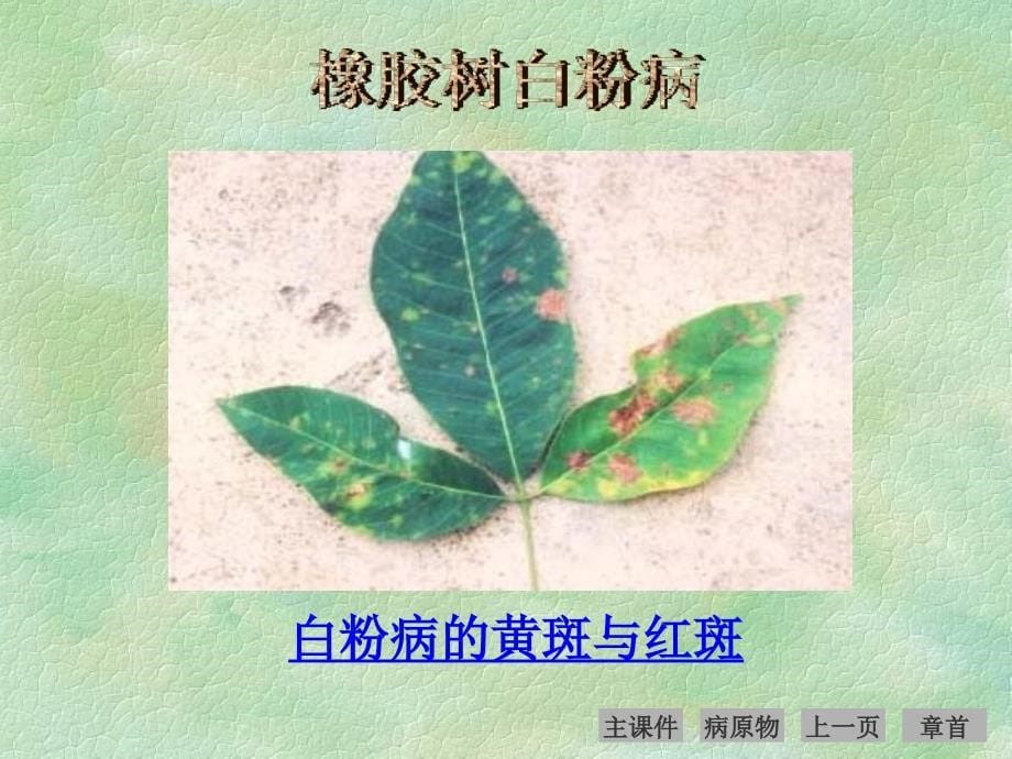 热带农业植物病理学_第5页