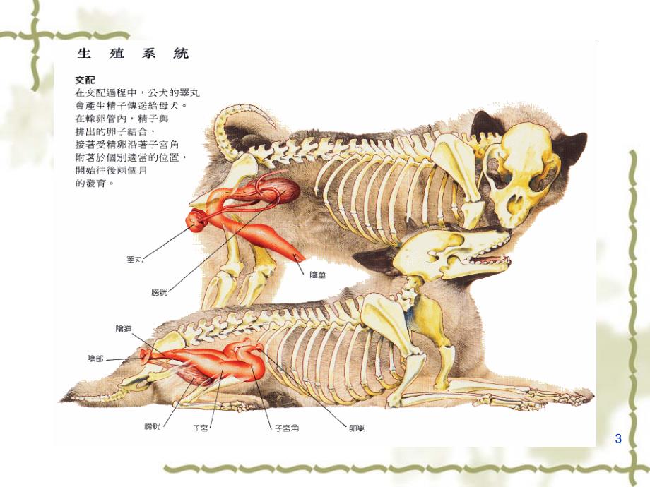 犬的生殖与泌乳PPT精品文档_第3页