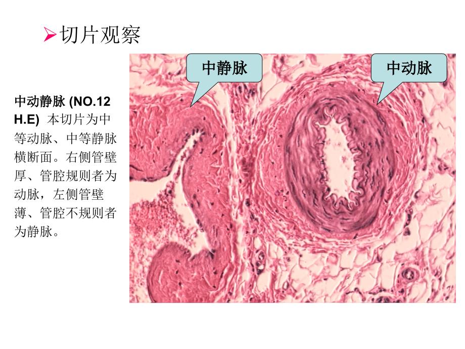 实验4.循环系统、免疫系统_第3页