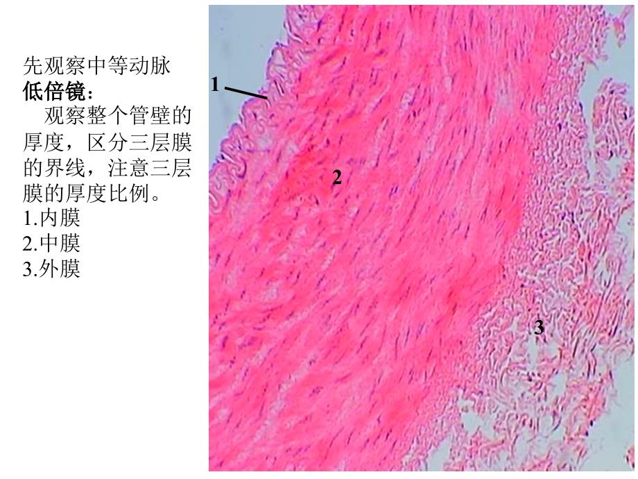 实验4.循环系统、免疫系统_第4页