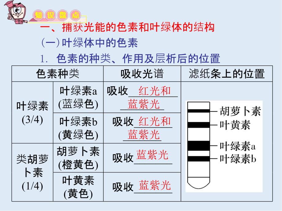 教学导航高三生物必修1复习课件：第9讲 能量之源――光与光合作用_第3页