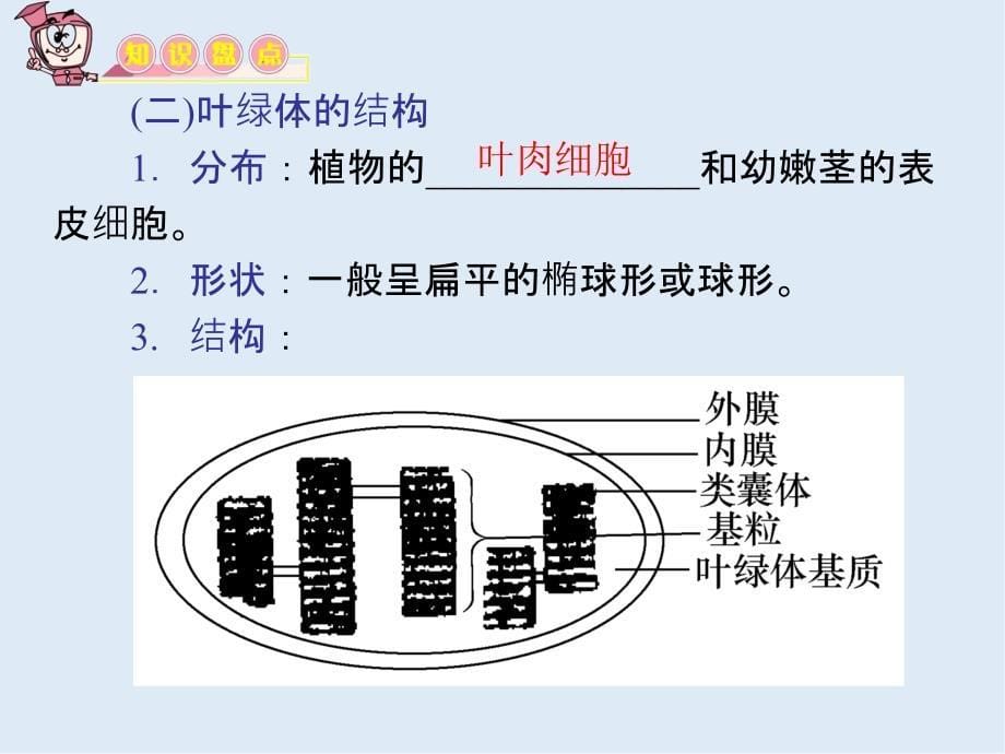 教学导航高三生物必修1复习课件：第9讲 能量之源――光与光合作用_第5页