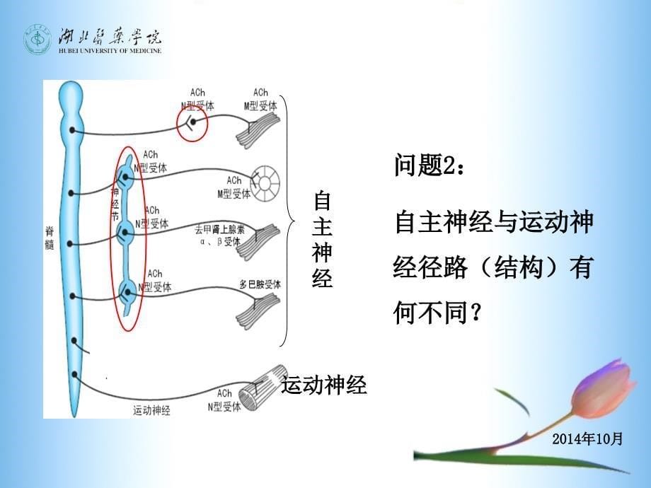 传出神经系统药理510章_第5页