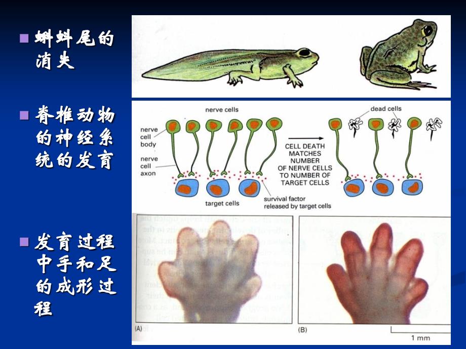 发育生物学第五周简_第4页