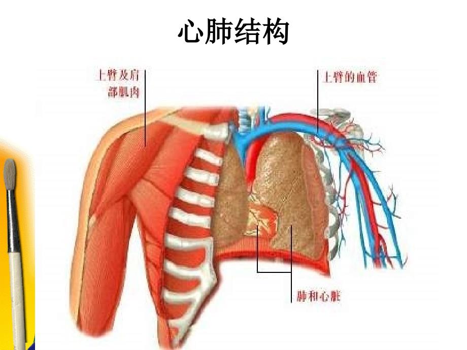 肺部结构图解_第2页