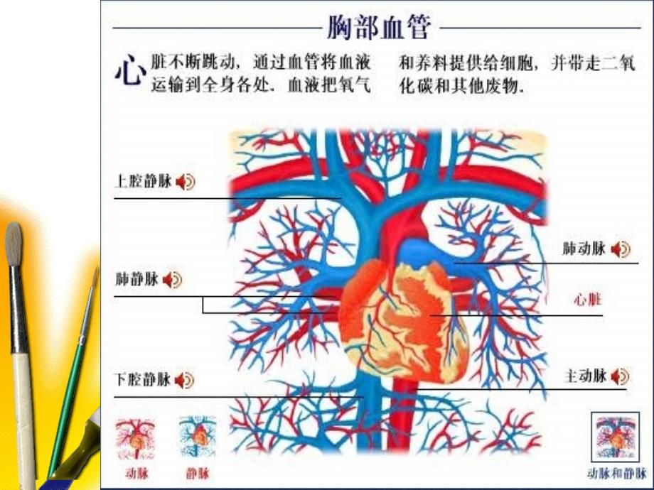 肺部结构图解_第3页