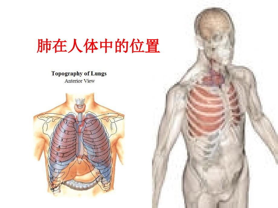 肺部结构图解_第4页