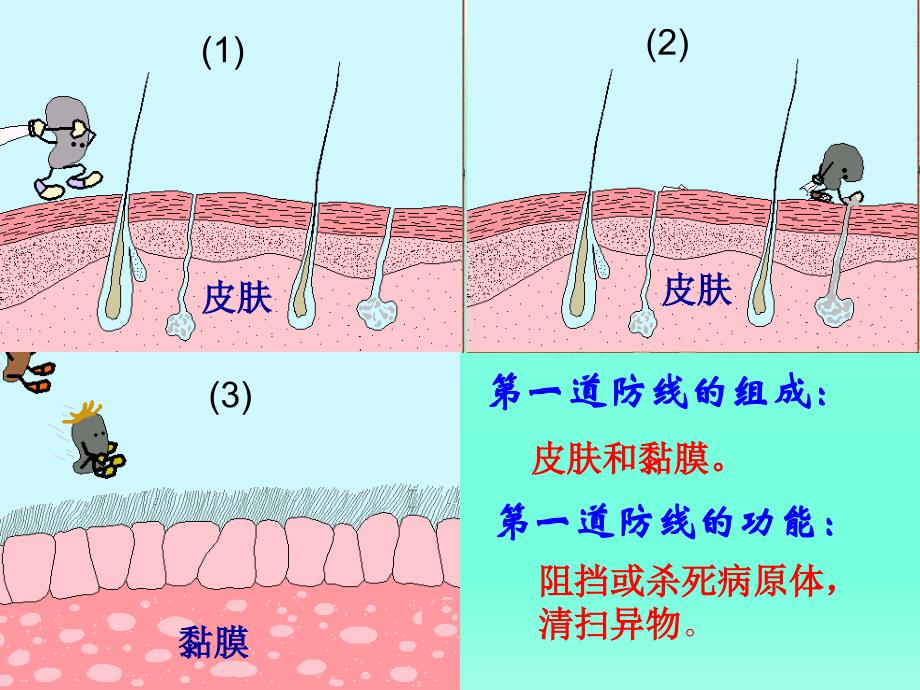 第二节免疫与计划免疫2_第4页