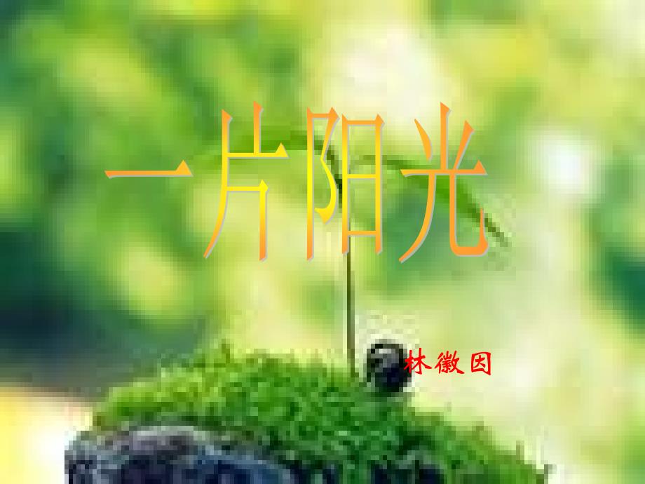 一片阳光赏析林徽因_第1页