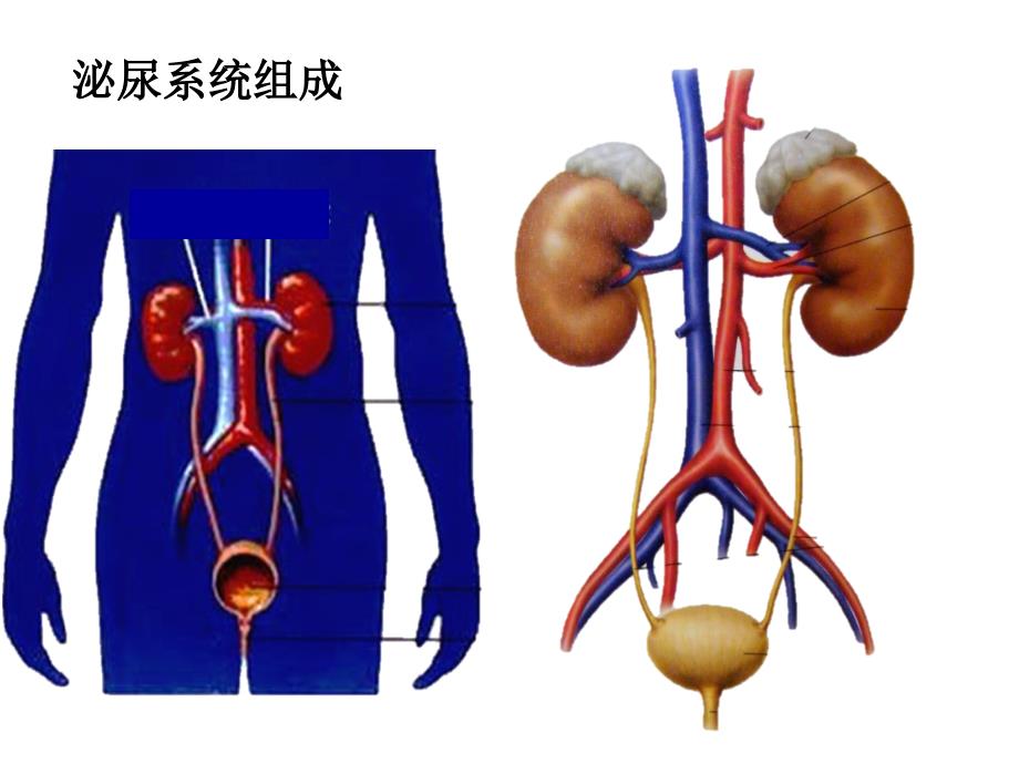 尿的形成和排出_第1页