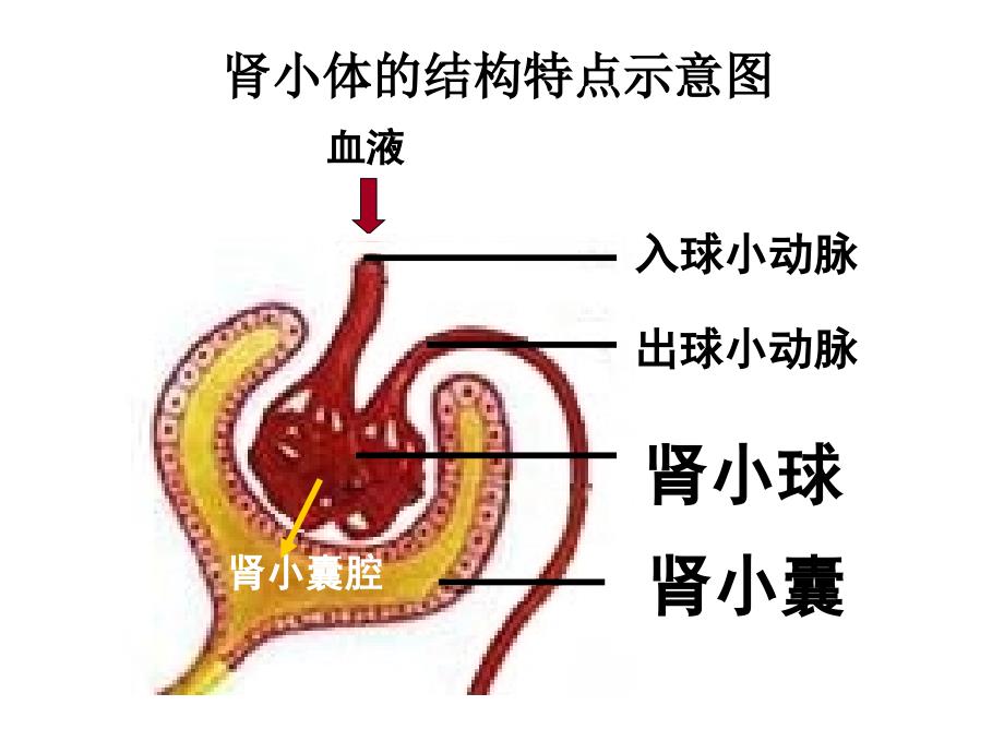 尿的形成和排出_第2页