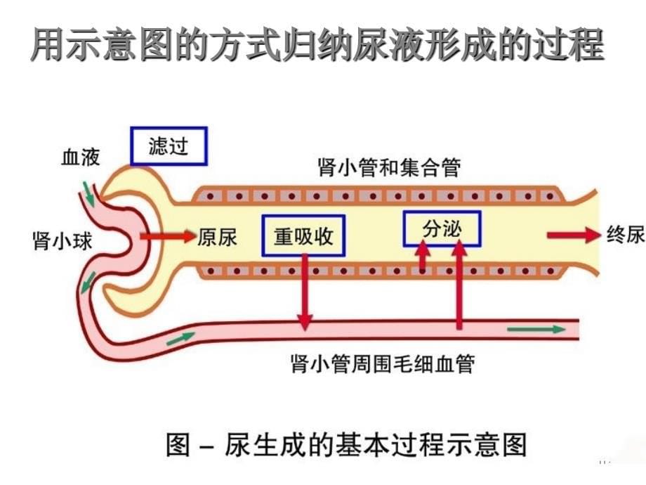 尿的形成和排出_第5页