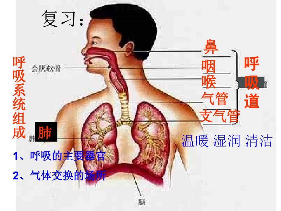 发生在肺内的气体交换课件_第1页