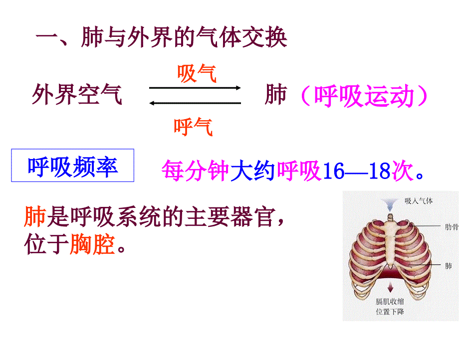 发生在肺内的气体交换课件_第4页