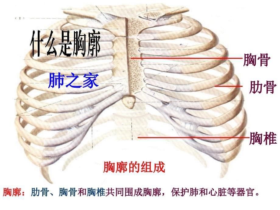 发生在肺内的气体交换课件_第5页