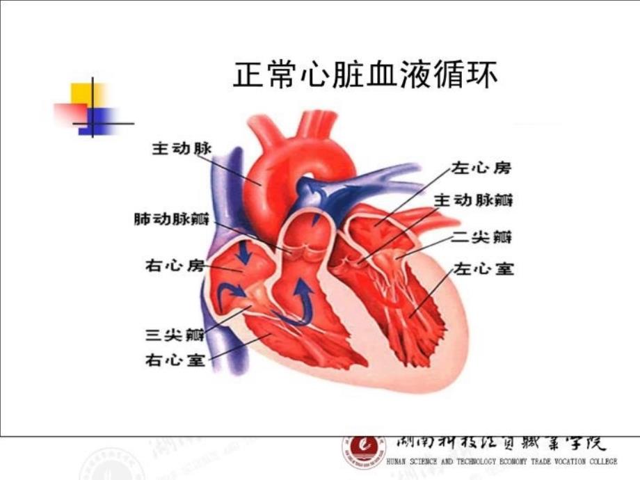 最新循环系统疾第六节瓣膜病病人护理PPT课件_第4页