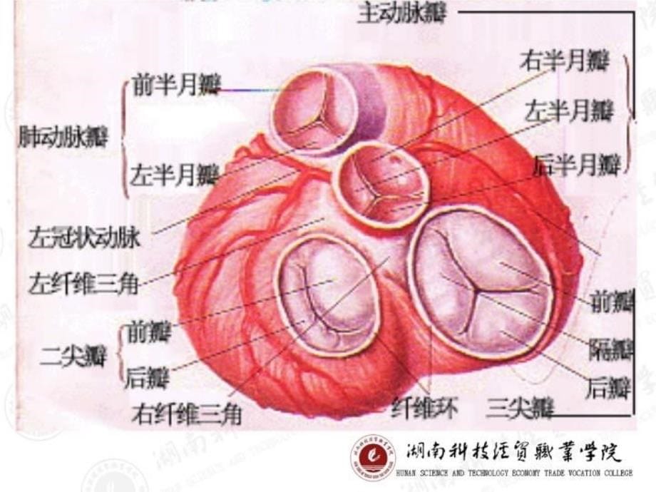 最新循环系统疾第六节瓣膜病病人护理PPT课件_第5页