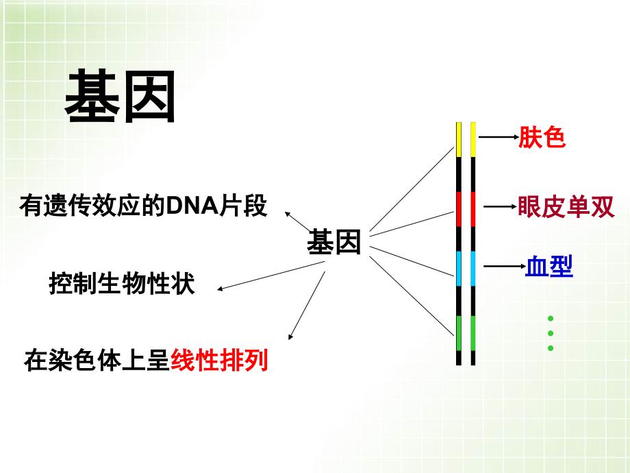 一轮复习基因表达_第2页