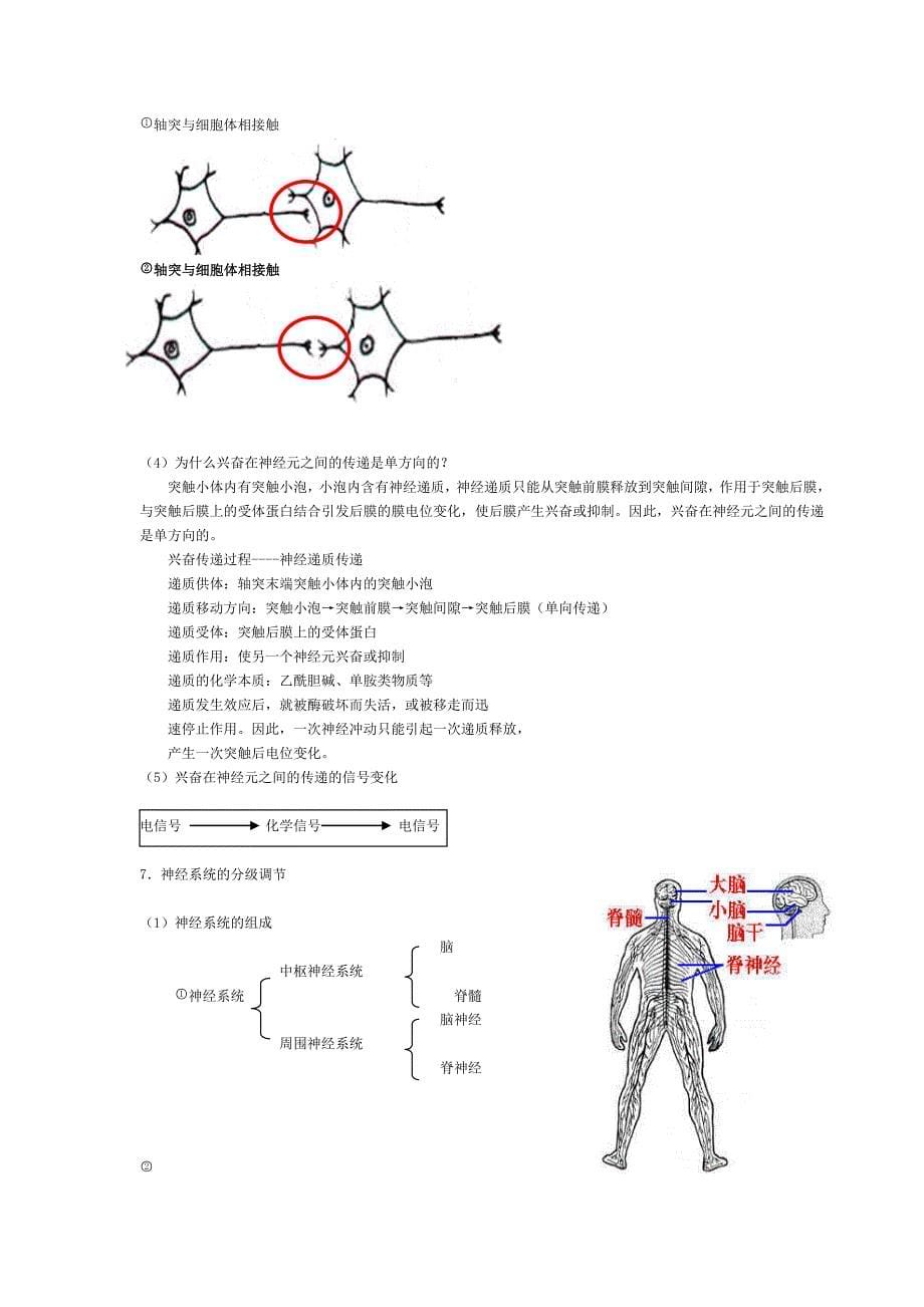 必修3课题二 动物和人体生命活动的调节.doc_第5页